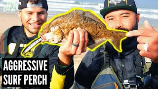 Catching Aggressive barred surf perch on a new lure! Calissa Minnow 110 Sardine Glow