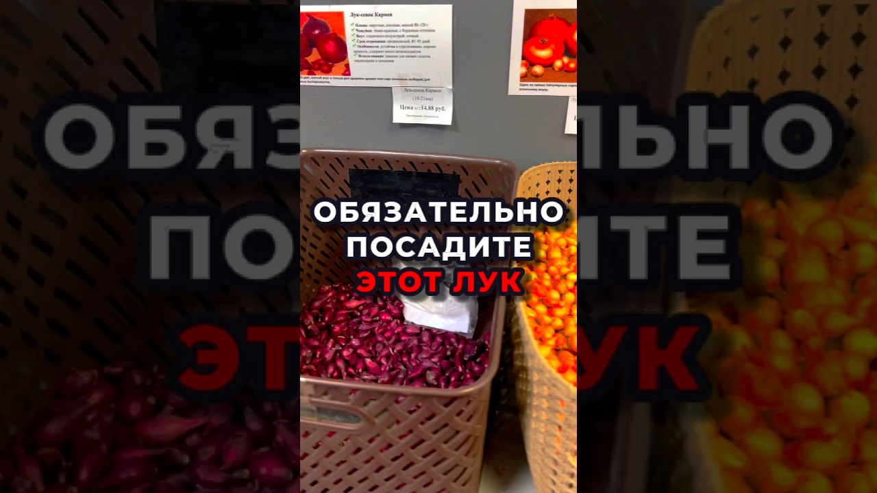 Лучшие сорта лука севка