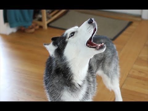 Mishka the Husky Can't Stop Talking 