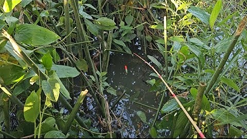 Tập 56 : câu cá rô đồng mùa nước nổi đường kênh này cá còn rất nhiều