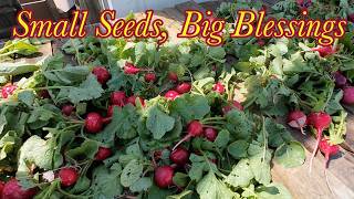 From Sweat Equity to Abundance: Garden Planting and Harvest Journey