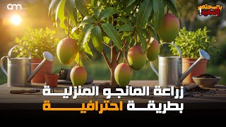 The easiest and simplest ways to grow mangoes at home screenshot 3