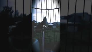 Download Lagu Pleci pacitan tembakan rapet MP3