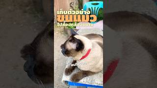 เก็บตัวอย่างขนแมวไปส่องกล้อง microscope cat hair #shorts #cat