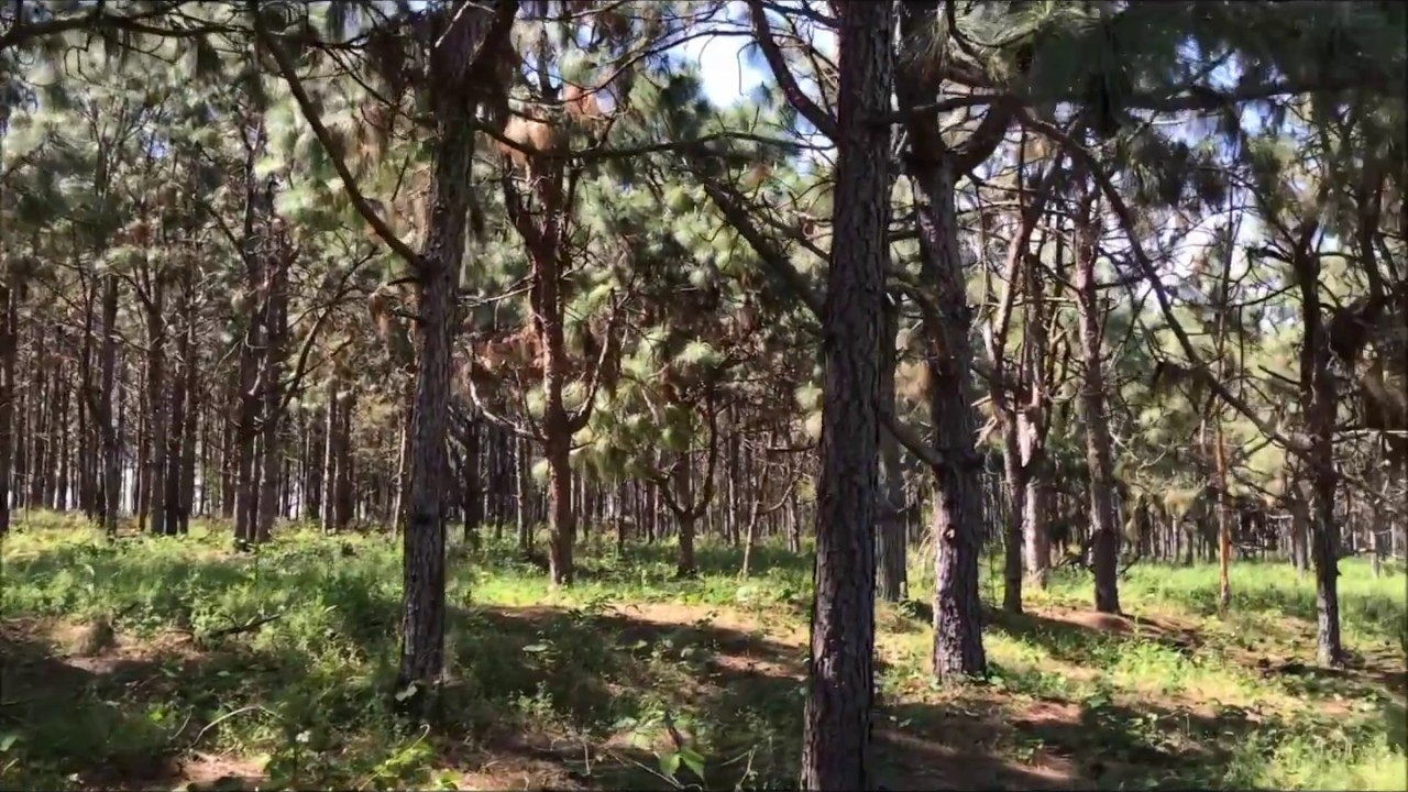 Land for sale Geneva County AL, Black Alabama United Country Fulford