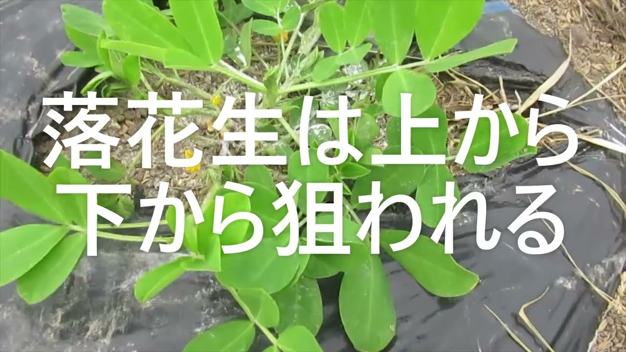 落花生は上から下から狙われる - YouTube