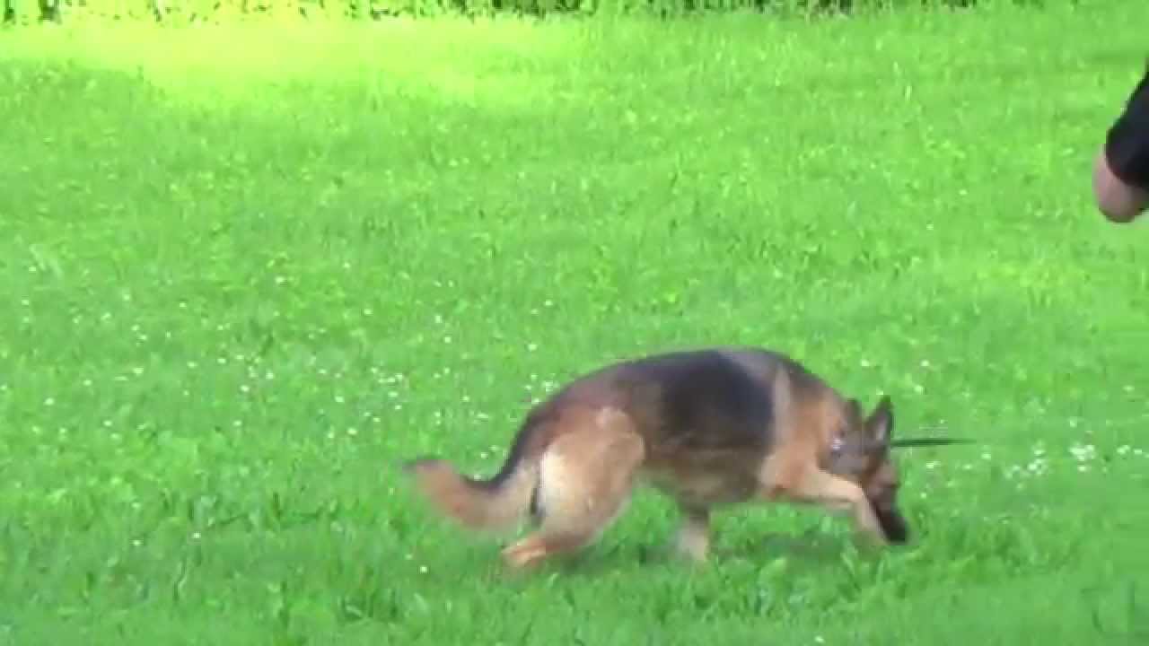 Alden's Kennels Dog Training & Dog Boarding Fontana Wi. YouTube