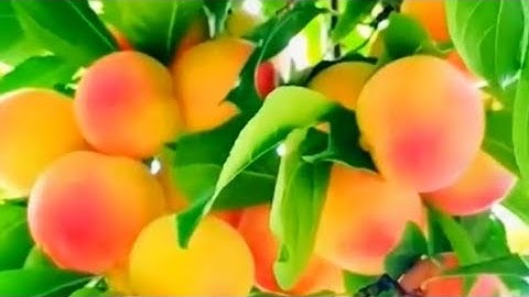 سورة البينة رقم (98) بصوت القارئ سعد الغامدي حفظه الله، اللهم صل وسلم وبارك على نبينا محمد