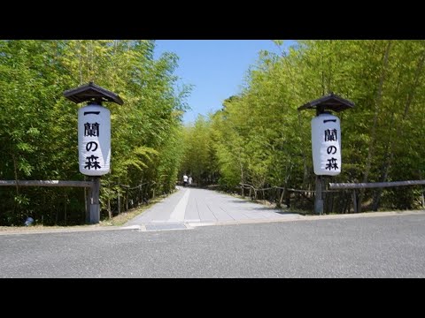 糸島移住11ヶ月目　噂の人気スポットへ　【一蘭の森】|糸島移住者の日常vlog