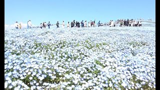 ネモフィラの大海