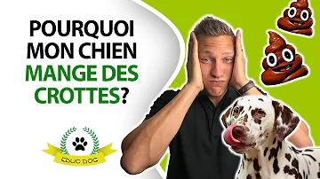 Pourquoi mon chien mange des excréments ?