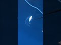 【魚突き】 #shorts #spearfishing