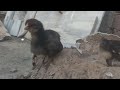 Chicken birds    mrjanoon