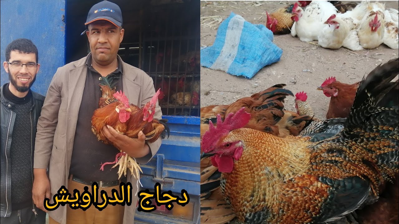 حصريا من سوق حد ولاد فرج إقليم الجديدة أثمنة دجاج البلدي🐓🐓 بيبي 🦃🦃بيض الارانب
