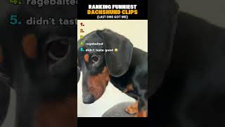 Ranking Funniest Dachshund Clips