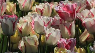 ♦ Colorful  Tulips  ♦