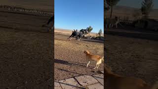 Atına Aşık Bir Sahip, Sahibine Bağlı Bir At 🐎 Resimi