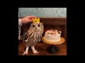 13歳になったフクロウ天海