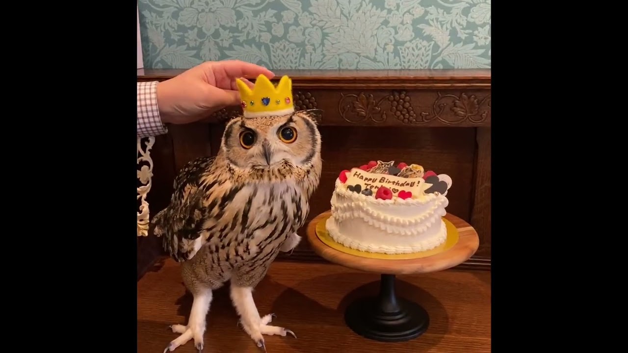13歳になったフクロウ天海