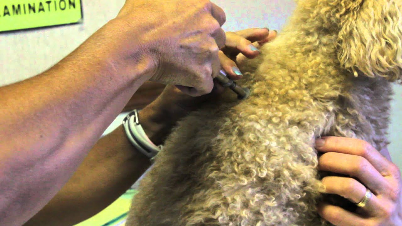 Veterinary Orthopedic Manipulation