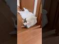 重そうなドアストッパー