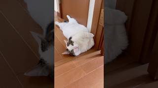 重そうなドアストッパー
