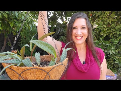 Video: Læs mere om Coconut Planter Liners