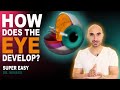 Embryology of the Eye (Easy to Understand)