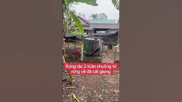 Gà rặc 2 tuần chuồng giọng hay nhất của trại gà rừng xuyên việt.