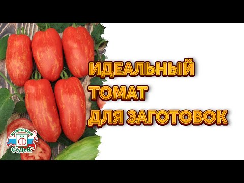 Video: Tomat Snackopskrifter