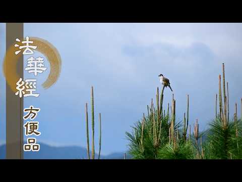 【靜思妙蓮華】法華經方便品第二 - 緣諦始終之理 - 第234集｜共修版