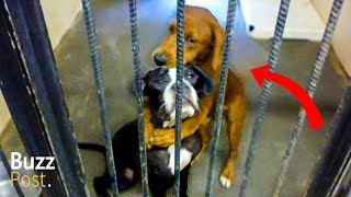 Hugging Dogs’ Saved From Death Row Start New Life Together, After Photo Goes Viral