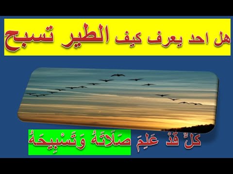 تسبيح الطير كيف ولماذا وكل ما في الارض يسبح فهل الملحد يسبح الله