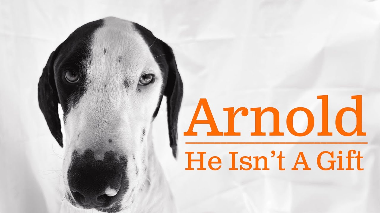 Мы спасли Арнольда за неделю до Рождества: немецкий короткошерстный пойнтер — это не подарок 🎁