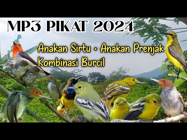 MP3 Pikat Sirtu +Anakan Prenjak Kombinasi Burcil Ampuh 2024 class=