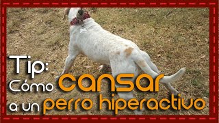 Ideas creativas para agotar la energía de tu perro hiperactivo