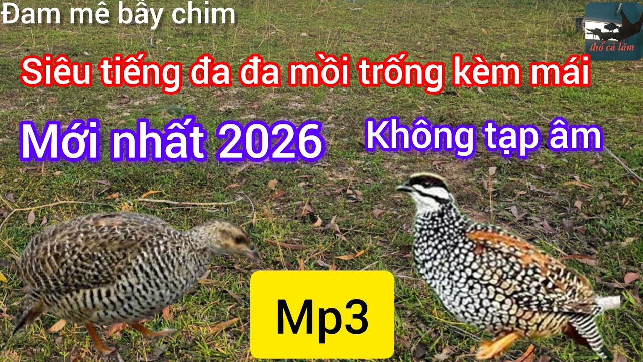Tiếng đa đa mồi mới nhất 2026- file trống kèm mái kêu bổi chạy mạnh