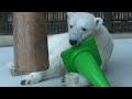 しろくまピース2024年最後の様子♪とべ動物園にて