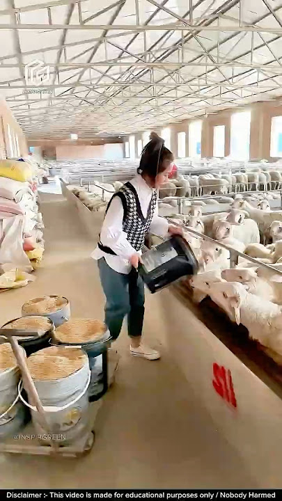 Download lagu What's Behind China's AMAZING Goat Farming Success?