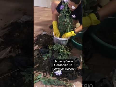 Video: Eustoma perenn: rotplantering, odlingsegenskaper, skötsel och recensioner