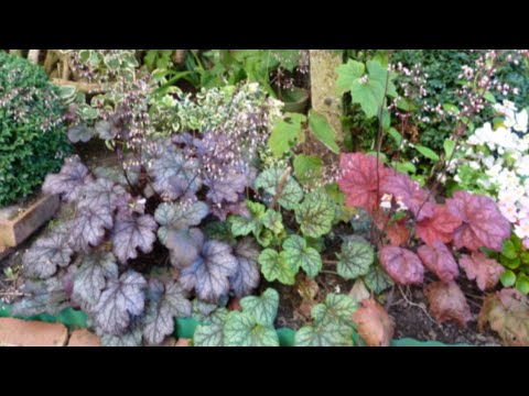 Video: Uzgoj Heuchera Iz Sjemena (20 Fotografija): Reprodukcija Heuchera Sjemenom Kod Kuće, Sadnja Sadnica I Daljnja Njega