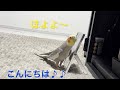 2026.5.27 こんにちは♪からの風太MIX〜ビブラートを添えて〜