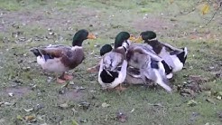 Canards Rouennais - Viol en bande organisée - Février 2016