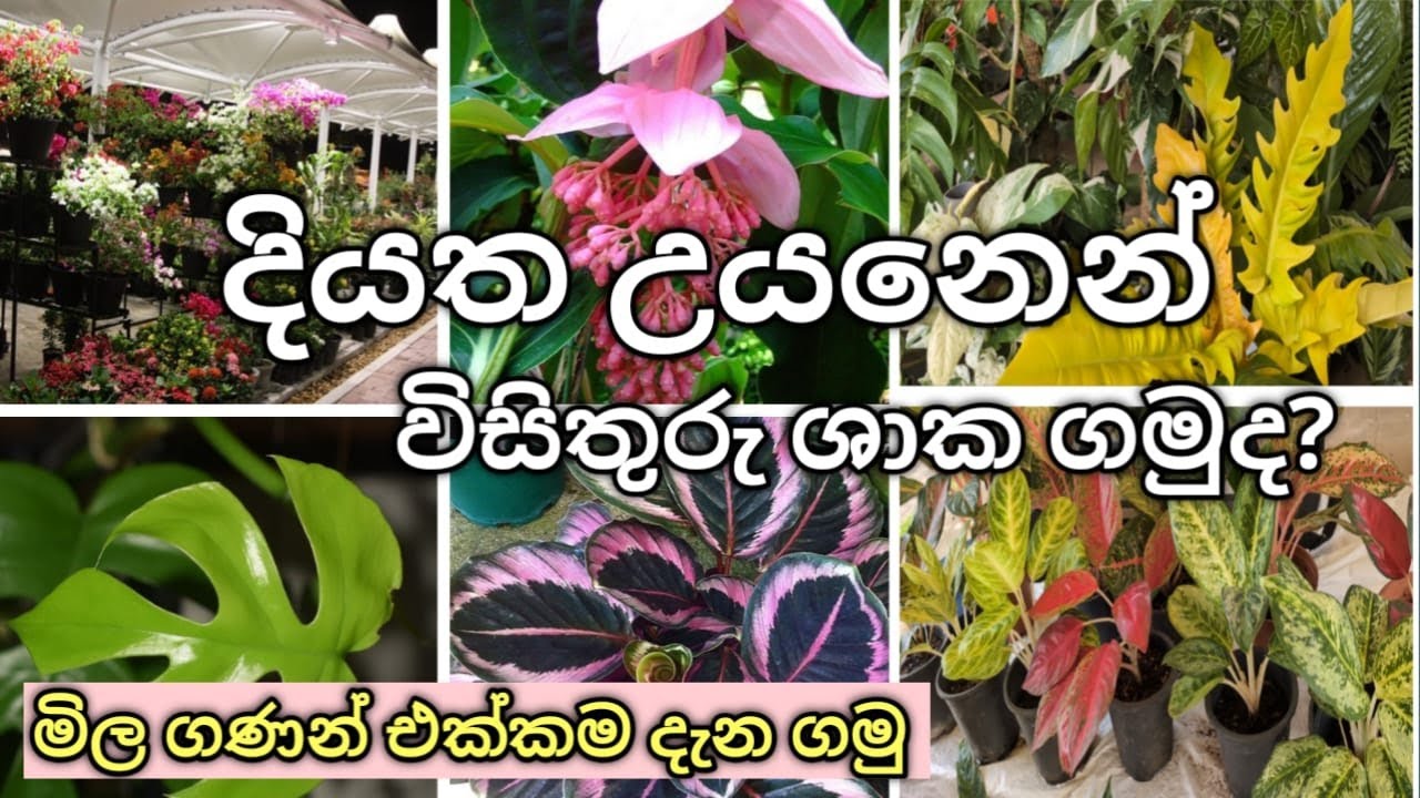 විසිතුරු ශාක ගන්න හොඳම තැනක් 🌿🍀💚#indoorplants#easygardeningwithme