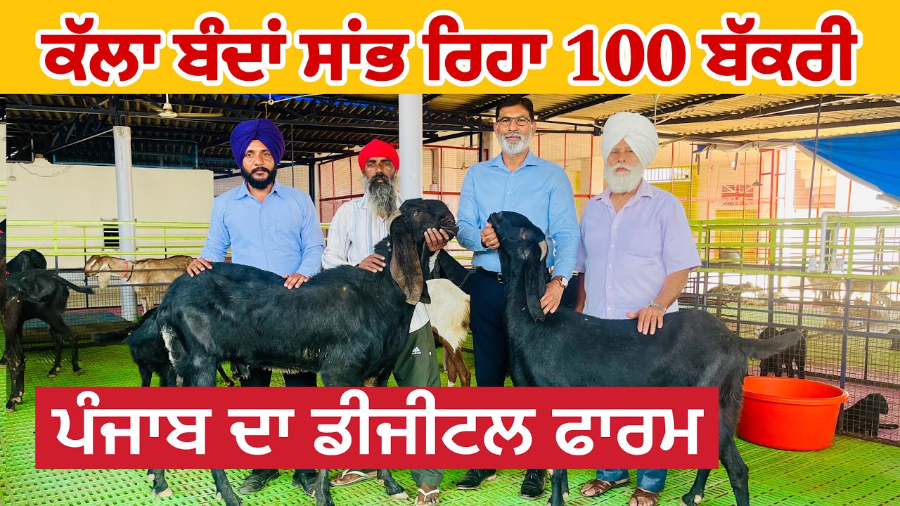 40 ਲੱਖ ਦਾ ਫਾਰਮ  ਜਿੱਥੇ ਕੱਲਾ ਬੰਦਾਂ ਸਾਂਭ ਰਿਹਾ 100 ਬੱਕਰੀਆਂ । Virsa farm daleke #punjab #goats​⁠​⁠​⁠​⁠