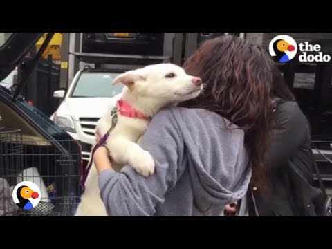 Video: Obradio sam svoj pas na luksuzni smještaj u hotelu prilagođenoj za pse