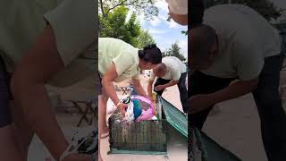 #Peacock#Aquaculture_1