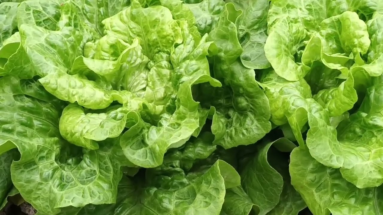 Kebun Sayur FanLing Hong Kong||