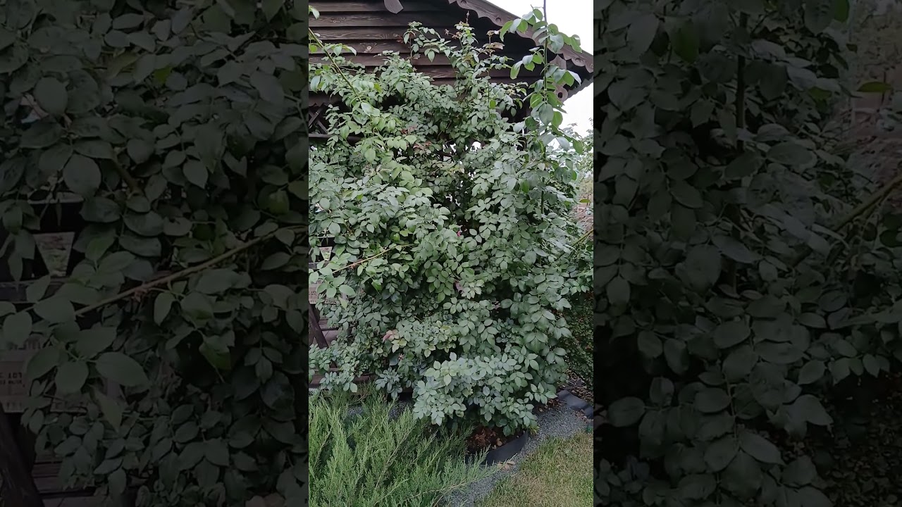 Решаюсь пригибать плетистую розу...