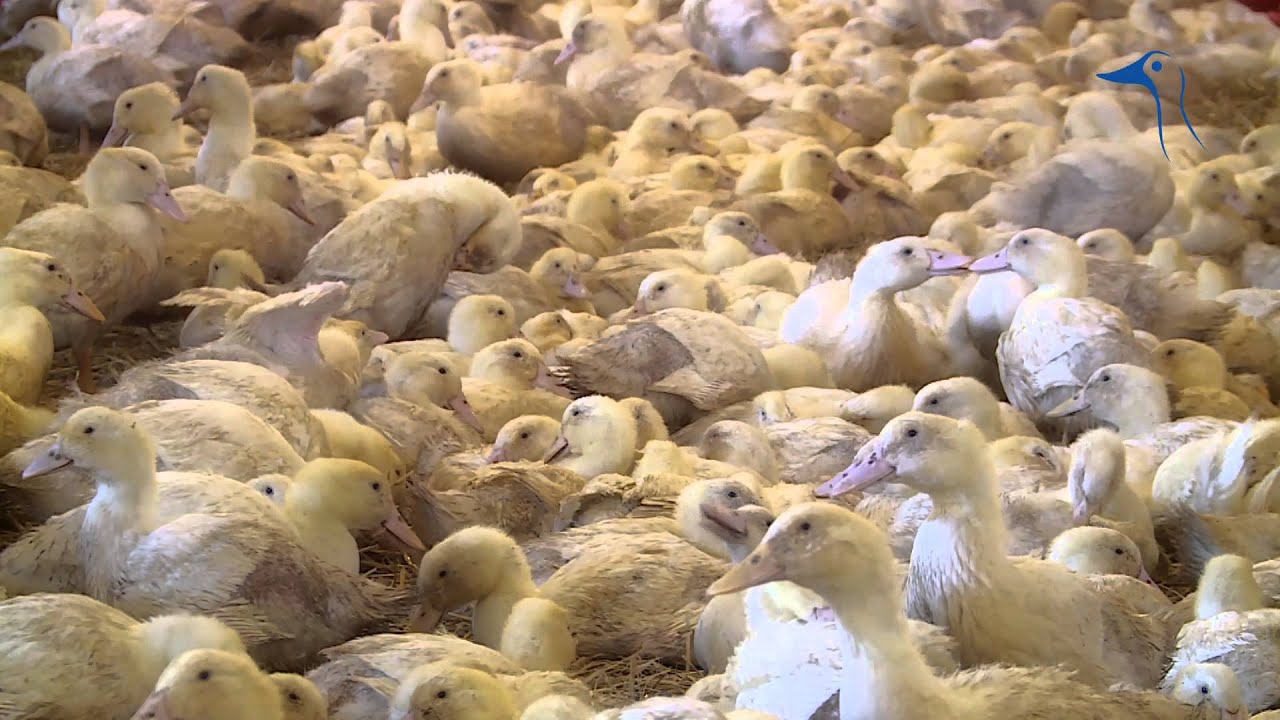 Chów kaczek pekin w systemie ściółkowym zamkniętym | TASOMIX